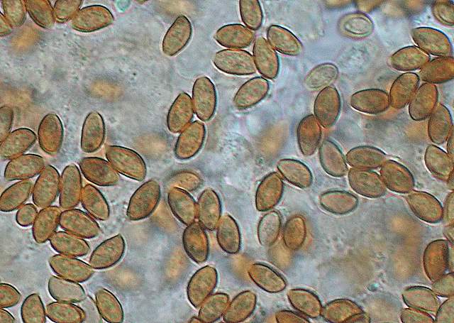 Conocybe horakii      Watling & G.M. Taylor